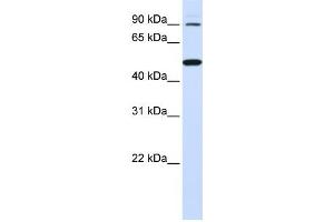 Western Blotting (WB) image for anti-Rhomboid 5 Homolog 1 (RHBDF1) antibody (ABIN2459330) (RHBDF1 anticorps)