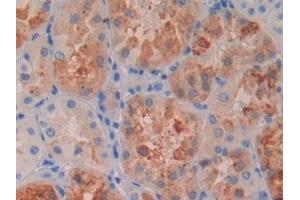 Detection of RBP4 in Human Kidney Tissue using Monoclonal Antibody to Retinol Binding Protein 4 (RBP4) (RBP4 anticorps)