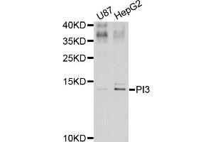 Western blot analysis of extracts of various cell lines, using PI3 antibody. (PI3 anticorps)