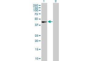 Western Blot analysis of PHF10 expression in transfected 293T cell line by PHF10 MaxPab polyclonal antibody. (PHF10 anticorps  (AA 1-410))