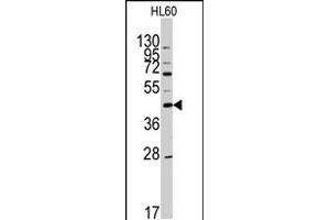 Western blot analysis of APOA5 polyclonal antibody  in HL-60 cell line lysates (35 ug/lane). (APOA5 anticorps  (N-Term))