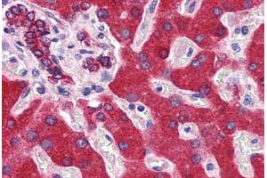 Anti-CYB5A / Cytochrome b5 antibody IHC staining of human liver.