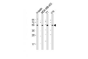All lanes : Anti-WDR51B Antibody (C-term) at 1:2000 dilution Lane 1: human testis lysate Lane 2: MDA-MB-453 whole cell lysate Lane 3: TT whole cell lysate Lane 4: Y79 whole cell lysate Lysates/proteins at 20 μg per lane. (POC1B anticorps  (C-Term))