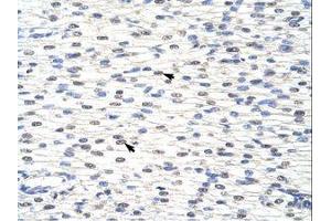 Image no. 1 for anti-Small Nuclear Ribonucleoprotein Polypeptide F (SNRPF) (N-Term) antibody (ABIN202012) (SNRPF anticorps  (N-Term))