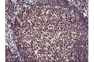 Image no. 10 for anti-Fragile X Mental Retardation 1 (FMR1) (AA 36-279) antibody (ABIN1491454)