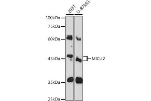 Western blot analysis of extracts of various cell lines, using MICU2 Rabbit pAb (ABIN6127291, ABIN6143833, ABIN6143834 and ABIN6215793) at 1:1000 dilution. (EFHA1 anticorps  (AA 50-150))