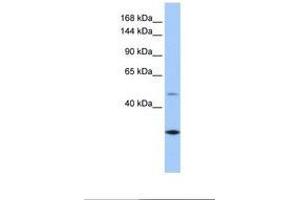 Image no. 1 for anti-Calmin (CLMN) (AA 851-900) antibody (ABIN6738907) (CLMN anticorps  (AA 851-900))