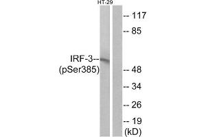 Western Blotting (WB) image for anti-Interferon Regulatory Factor 3 (IRF3) (pSer385) antibody (ABIN1847283) (IRF3 anticorps  (pSer385))