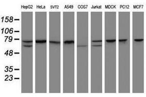 Image no. 2 for anti-Coiled-Coil Domain Containing 93 (CCDC93) (AA 293-631) antibody (ABIN1491350) (CCDC93 anticorps  (AA 293-631))