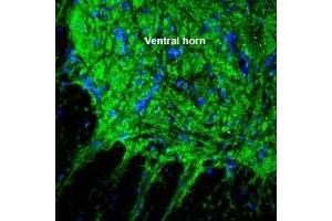 Expression of Sialin in rat spinal cord.
