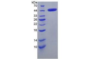 SDS-PAGE analysis of Mouse CRH Protein. (CRH Protéine)