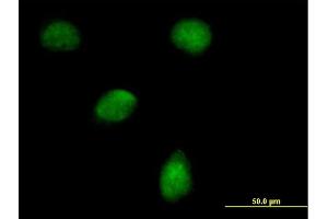 Immunofluorescence of purified MaxPab antibody to EGLN3 on HeLa cell. (EGLN3 anticorps  (AA 1-239))
