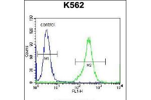 Flow cytometric analysis of K562 cells (right histogram) compared to a negative control cell (left histogram).