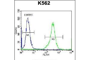 Flow cytometric analysis of K562 cells (right histogram) compared to a negative control cell (left histogram). (KEL anticorps  (AA 214-243))