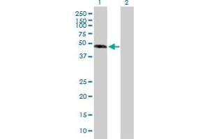 Western Blot analysis of EFEMP1 expression in transfected 293T cell line by EFEMP1 MaxPab polyclonal antibody.