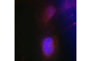 Immunofluorescence staining of methanol-fixed HeLa cells using BRCA1 (phospho-Ser988) antibody (E011237, Red) (BRCA1 anticorps  (pSer988))