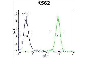 TAF4B Antibody (C-term) (ABIN656097 and ABIN2845440) flow cytometric analysis of K562 cells (right histogram) compared to a negative control cell (left histogram). (TAF4B anticorps  (C-Term))