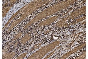 IHC analysis of EIF5 using anti-EIF5 antibody (ABIN7599722). (EIF5 anticorps  (AA 11-423))