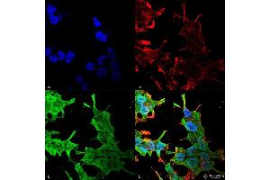 Immunocytochemistry/Immunofluorescence analysis using Mouse Anti-QKI (pan) Monoclonal Antibody, Clone S147-6 . (QKI anticorps  (AA 1-341) (Biotin))