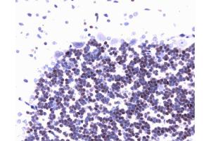 Immunohistochemical staining of rat brain.