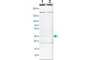 Western blot analysis of cell lysates with SYF2 polyclonal antibody . (SYF2 anticorps)