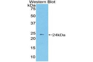 Western Blotting (WB) image for anti-Protocadherin beta 2 (PCDHb2) (AA 79-253) antibody (ABIN1860139) (PCDHb2 anticorps  (AA 79-253))