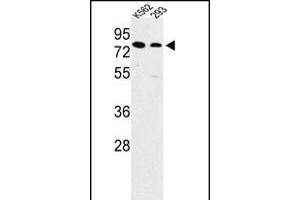 Western blot analysis of SLC3A1 Antibody (Center) (ABIN652750 and ABIN2842494) in K562, 293 cell line lysates (35 μg/lane). (SLC3A1 anticorps  (AA 156-184))