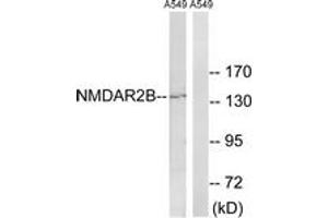Western blot analysis of extracts from A549 cells, using NMDAR2B (Ab-1336) Antibody. (GRIN2B anticorps  (AA 1302-1351))