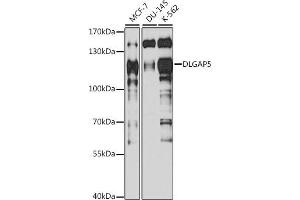 Western blot analysis of extracts of various cell lines, using DLG antibody (ABIN6130274, ABIN6139656, ABIN6139657 and ABIN6217626) at 1:1000 dilution. (DLGAP5 anticorps  (AA 547-846))