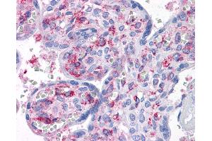 Anti-CAB39L antibody IHC of human placenta. (CAB39L anticorps  (AA 1-367))