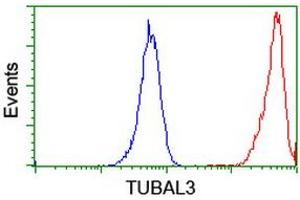 Image no. 9 for anti-Tubulin, alpha-Like 3 (TUBAL3) (AA 150-446) antibody (ABIN1490956)