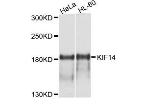 Western blot analysis of extract of HeLa and HL-60 cells, using KIF14 antibody. (KIF14 anticorps)