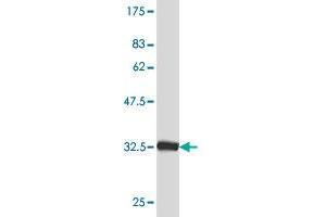 Western Blot detection against Immunogen (34.