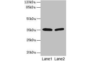 HSD17B12 anticorps  (AA 40-181)