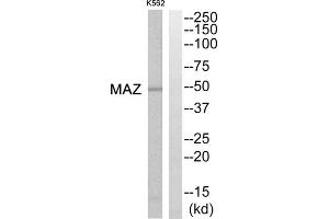 Western blot analysis of extracts from K562 cells, using MAZ antibody. (MAZ anticorps  (Internal Region))