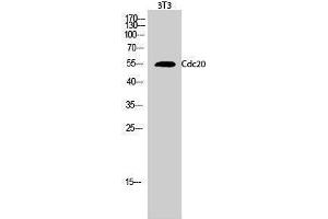 Western Blotting (WB) image for anti-Cell Division Cycle 20 Homolog (S. Cerevisiae) (CDC20) (Internal Region) antibody (ABIN3183799)