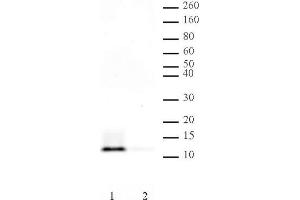 Histone H4 pan-acetyl antibody (pAb) tested by Western blot. (Histone H4 anticorps  (acetylated, N-Term))