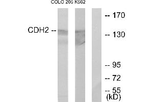 Western blot analysis of extracts from COLO205 cells and K562 cells, using CDH2 antibody. (N-Cadherin anticorps)