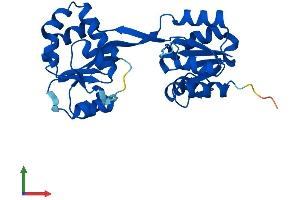 AlphaFold protein structure predicition of Mouse Recombinant Uros Protein, UniprotID P51163