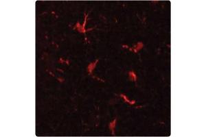 Staining of microglial cells in Mouse cerebral cortex (red) using MAC-1 Antibody . (CD11b anticorps)