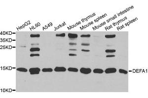 Western blot analysis of extracts of various cell lines, using DEFA1 antibody (ABIN5974152) at 1/1000 dilution. (alpha Defensin 1 anticorps)