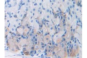 DAB staining on IHC-P; Samples: Mouse Stomach Tissue (Leptin anticorps  (AA 22-167))