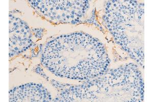ABIN6267285 at 1/100 staining mouse testicular tissue sections by IHC-P.