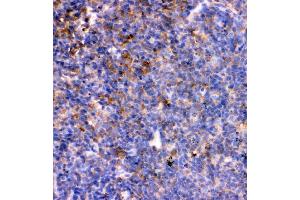 IHC analysis of IL7 using anti-IL7 antibody (ABIN3044526). (IL-7 anticorps  (AA 26-154))