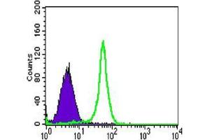 Flow cytometric analysis of HL-60 cells using TAB2 mouse mAb (green) and negative control (purple).