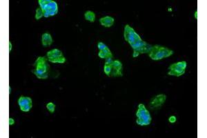 Immunofluorescent staining of HepG2 cells using anti-SLC7A8 mouse monoclonal antibody (ABIN2453649).