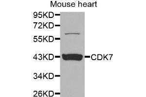 Western blot analysis of extracts of mouse heart, using CDK7 antibody (ABIN5970847) at 1/1000 dilution.