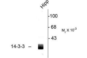 Image no. 1 for anti-14-3-3 alpha + beta (YWHAB) (C-Term) antibody (ABIN372584)