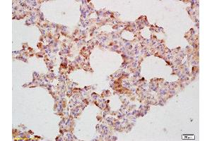 Formalin-fixed and paraffin embedded mouse lung labeled with Rabbit Anti CDC40 Polyclonal Antibody, Unconjugated  at 1:200 followed by conjugation to the secondary antibody and DAB staining (CDC40 anticorps  (AA 481-579))