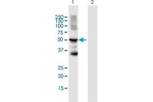 Western Blot analysis of KRT15 expression in transfected 293T cell line by KRT15 MaxPab polyclonal antibody.